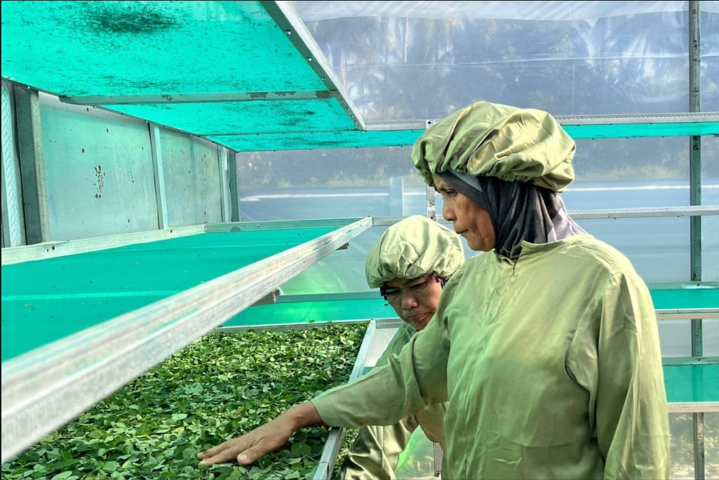 Pure and Beneficial Moringa Tea & Powder