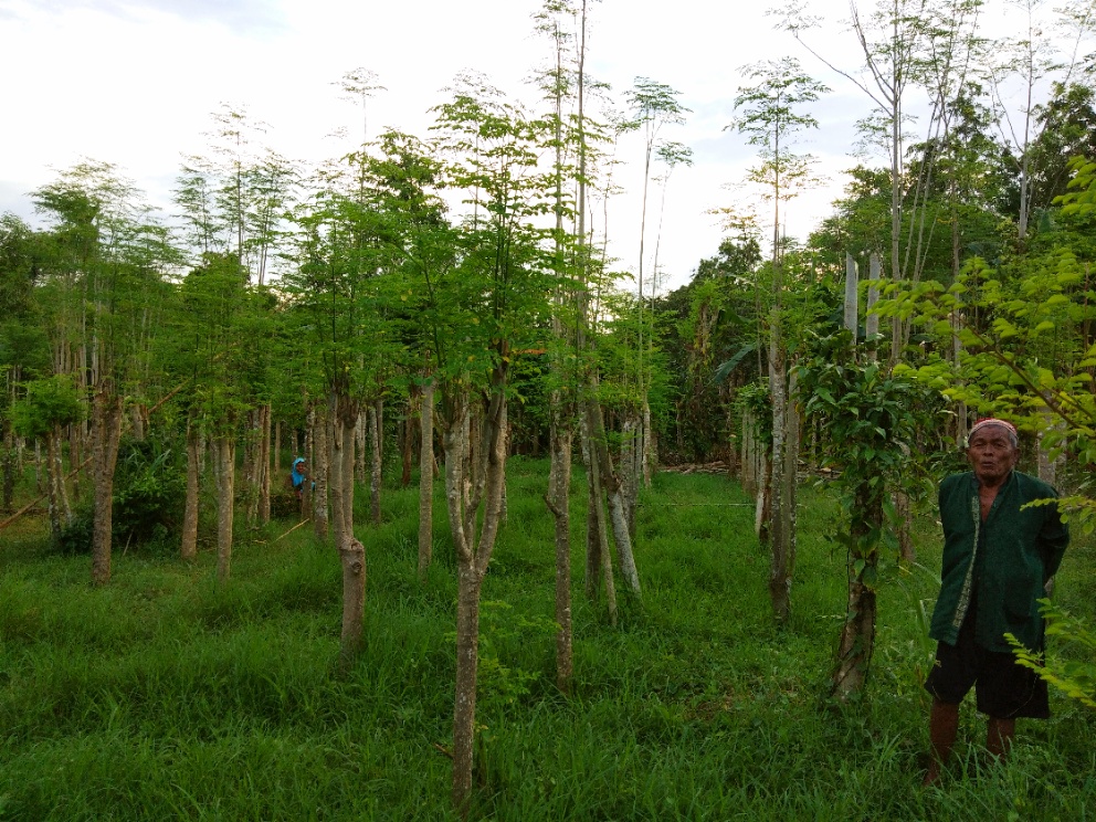 Activity gallery Moringa Harvest With Farmer Partners