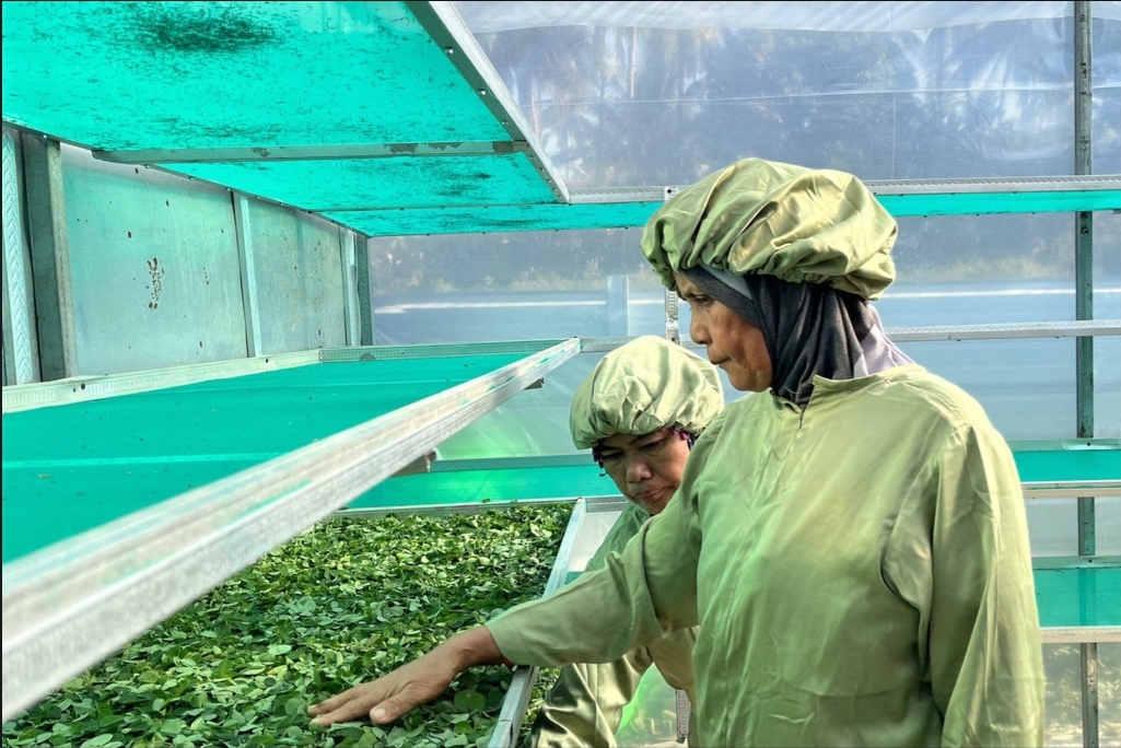 Unlocking the Potential of Moringa and Sargassum Leaves in Sumenep, Regularly Exporting to Malaysia and Germany